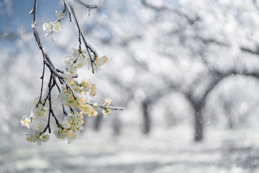Since It’s Spring Already, Here Are Some Close-Up Shots Of Frozen Flowers In The Netherlands (13 Pics) Since It’s Spring Already, Here Are Some Close-Up Shots Of Frozen Flowers In The Netherlands (13 Pics)