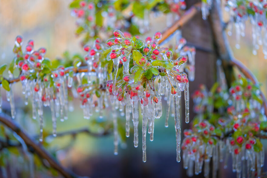 Since It’s Spring Already, Here Are Some Close-Up Shots Of Frozen Flowers In The Netherlands (13 Pics) Since It’s Spring Already, Here Are Some Close-Up Shots Of Frozen Flowers In The Netherlands (13 Pics)