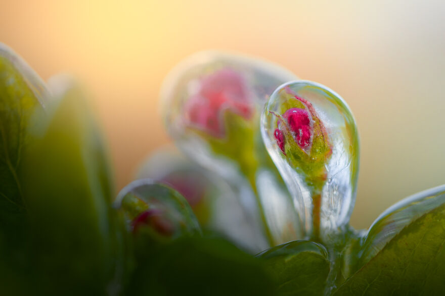 Since It’s Spring Already, Here Are Some Close-Up Shots Of Frozen Flowers In The Netherlands (13 Pics) Since It’s Spring Already, Here Are Some Close-Up Shots Of Frozen Flowers In The Netherlands (13 Pics)