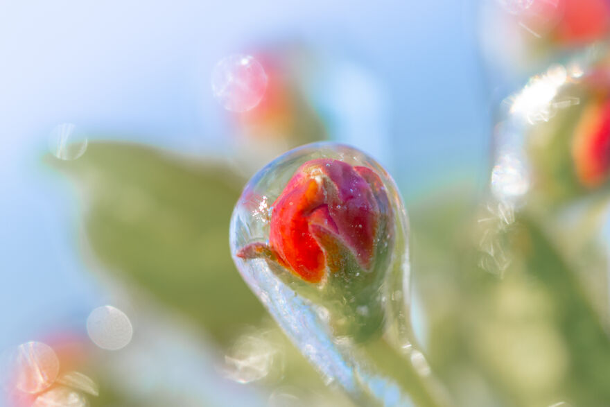 Since It’s Spring Already, Here Are Some Close-Up Shots Of Frozen Flowers In The Netherlands (13 Pics) Since It’s Spring Already, Here Are Some Close-Up Shots Of Frozen Flowers In The Netherlands (13 Pics)