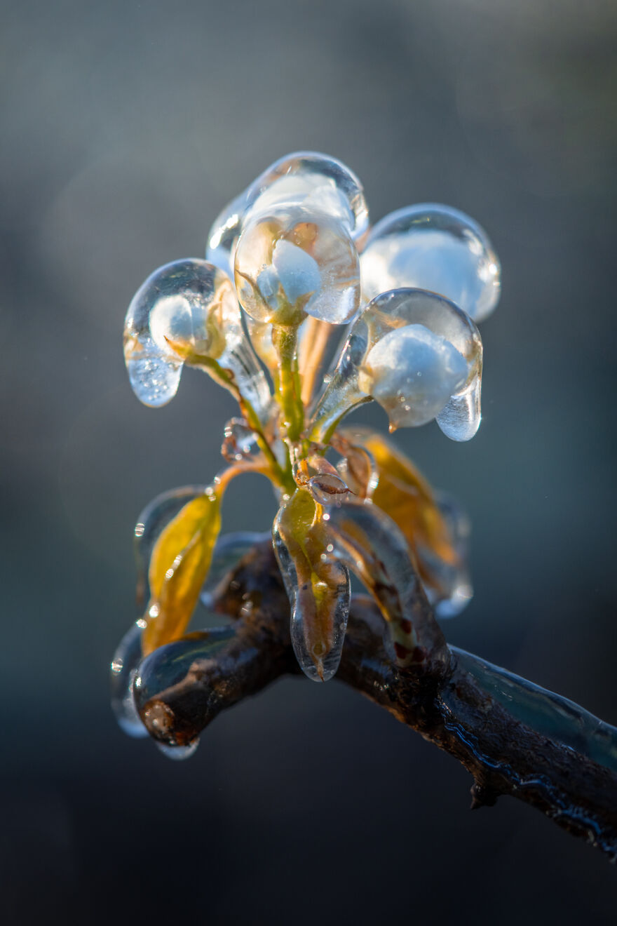 Since It’s Spring Already, Here Are Some Close-Up Shots Of Frozen Flowers In The Netherlands (13 Pics) Since It’s Spring Already, Here Are Some Close-Up Shots Of Frozen Flowers In The Netherlands (13 Pics)