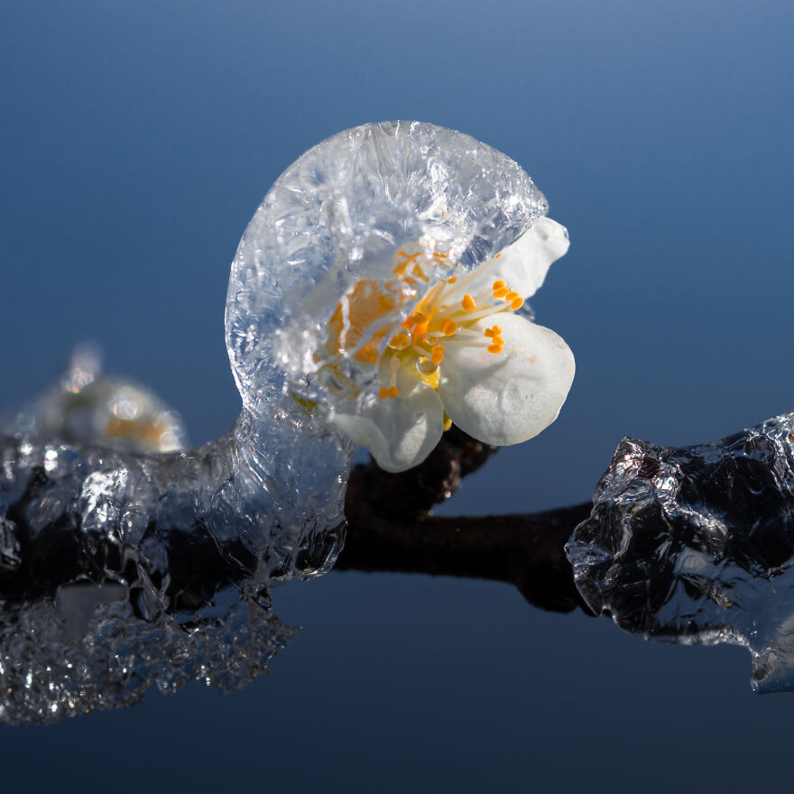 Since It’s Spring Already, Here Are Some Close-Up Shots Of Frozen Flowers In The Netherlands (13 Pics) Since It’s Spring Already, Here Are Some Close-Up Shots Of Frozen Flowers In The Netherlands (13 Pics)