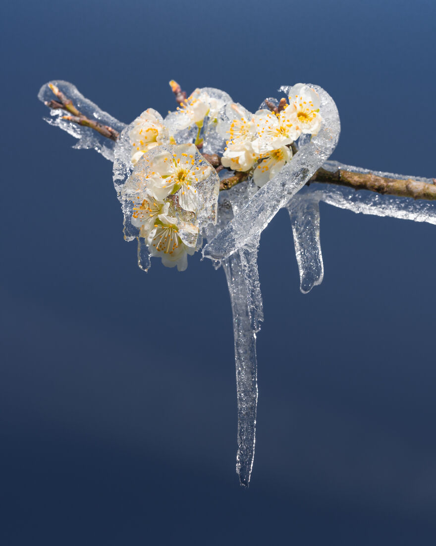 Since It’s Spring Already, Here Are Some Close-Up Shots Of Frozen Flowers In The Netherlands (13 Pics) Since It’s Spring Already, Here Are Some Close-Up Shots Of Frozen Flowers In The Netherlands (13 Pics)
