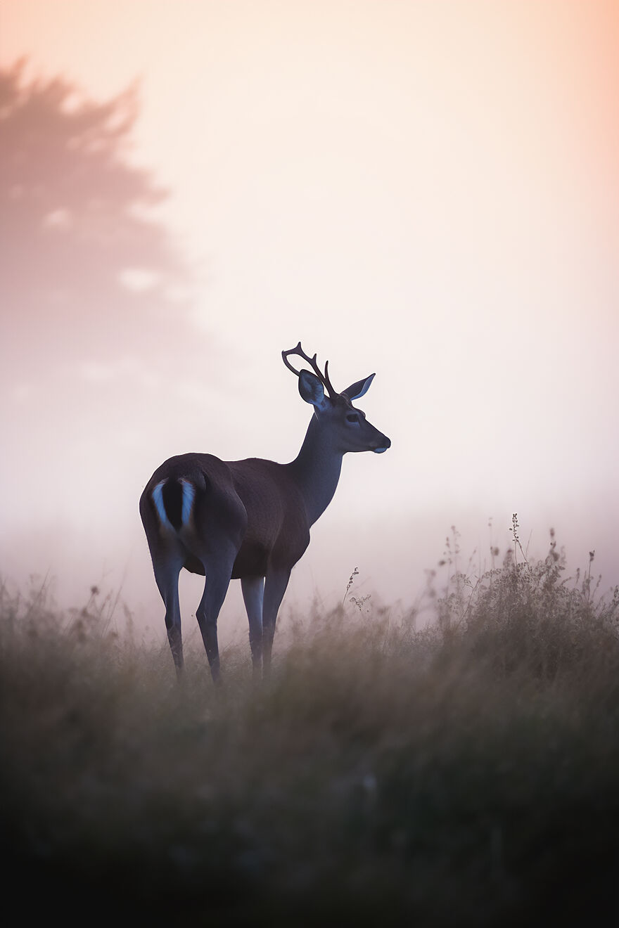 The Beauty Of Nature At Dawn: I Created 38 Images Using An AI Generator The Beauty Of Nature At Dawn: I Created 38 Images Using An AI Generator