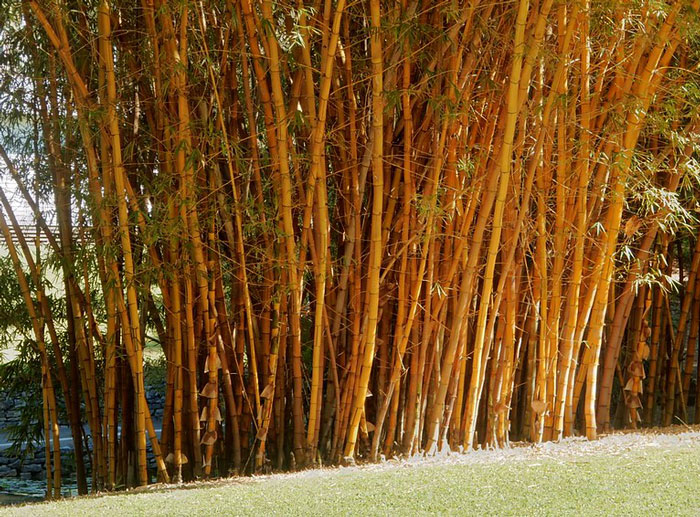 “I Quickly Discovered Running Bamboo”: Homeowner Takes Revenge On Inconsiderate Neighbor Refusing To Shift His Security Light