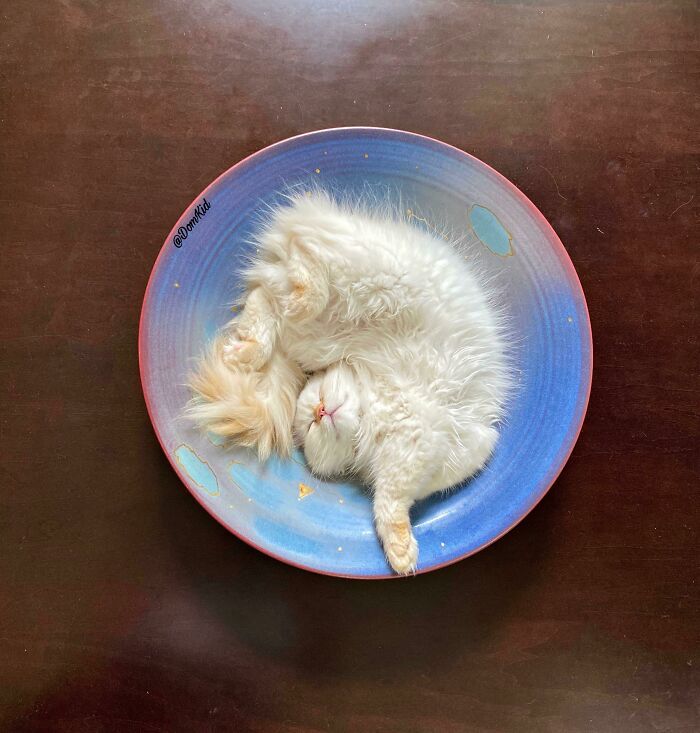 100 Ragdoll Cat Photos That Might Be The Cutest Thing You See Today 100 Ragdoll Cat Photos That Might Be The Cutest Thing You See Today