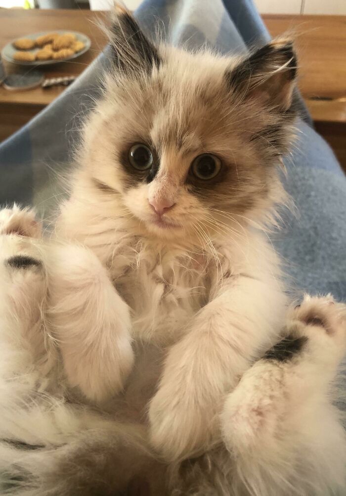 100 Ragdoll Cat Photos That Might Be The Cutest Thing You See Today 100 Ragdoll Cat Photos That Might Be The Cutest Thing You See Today