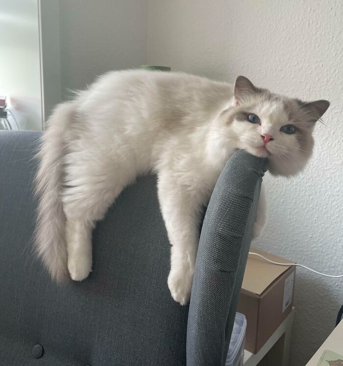 100 Ragdoll Cat Photos That Might Be The Cutest Thing You See Today 100 Ragdoll Cat Photos That Might Be The Cutest Thing You See Today