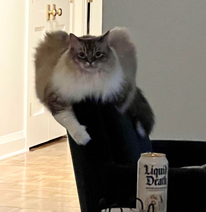 100 Ragdoll Cat Photos That Might Be The Cutest Thing You See Today 100 Ragdoll Cat Photos That Might Be The Cutest Thing You See Today