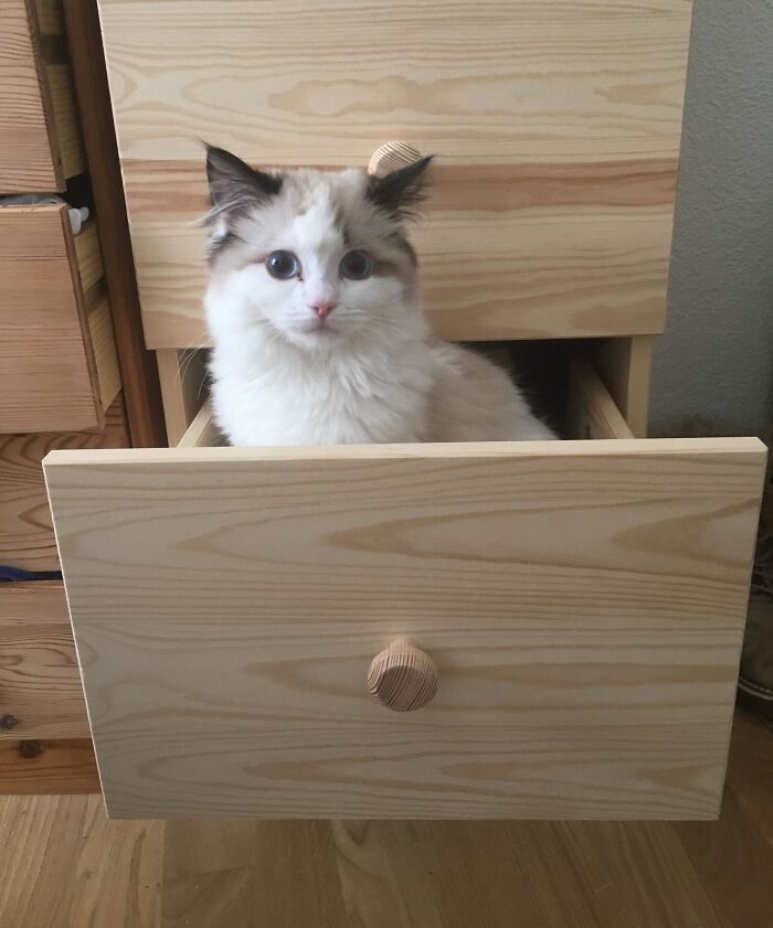 100 Ragdoll Cat Photos That Might Be The Cutest Thing You See Today 100 Ragdoll Cat Photos That Might Be The Cutest Thing You See Today