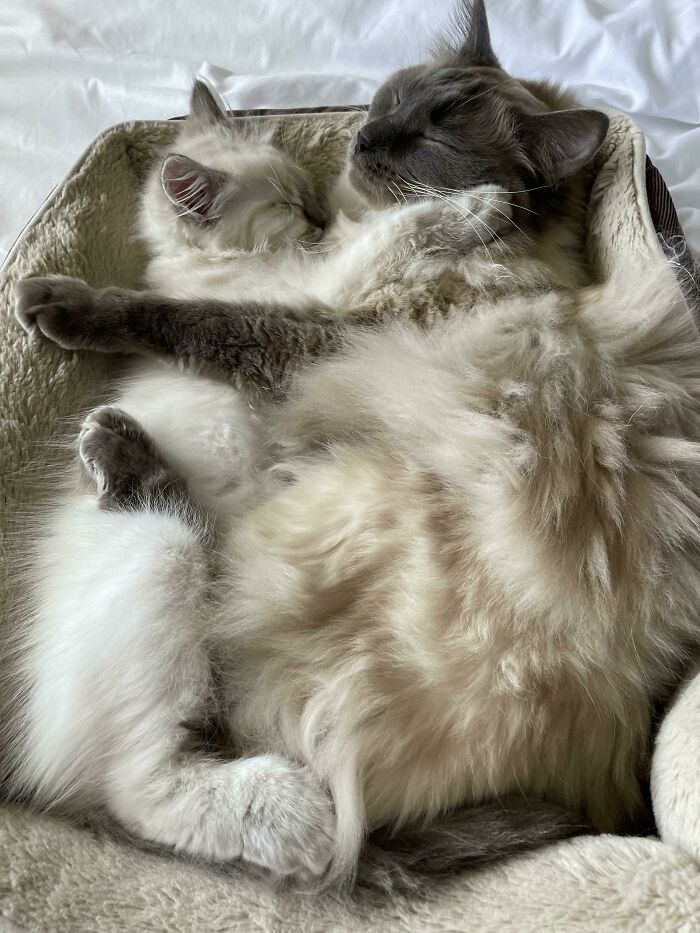 100 Ragdoll Cat Photos That Might Be The Cutest Thing You See Today 100 Ragdoll Cat Photos That Might Be The Cutest Thing You See Today