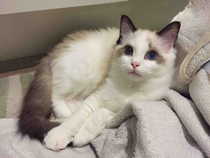 100 Ragdoll Cat Photos That Might Be The Cutest Thing You See Today 100 Ragdoll Cat Photos That Might Be The Cutest Thing You See Today