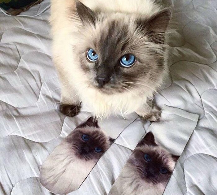 100 Ragdoll Cat Photos That Might Be The Cutest Thing You See Today 100 Ragdoll Cat Photos That Might Be The Cutest Thing You See Today