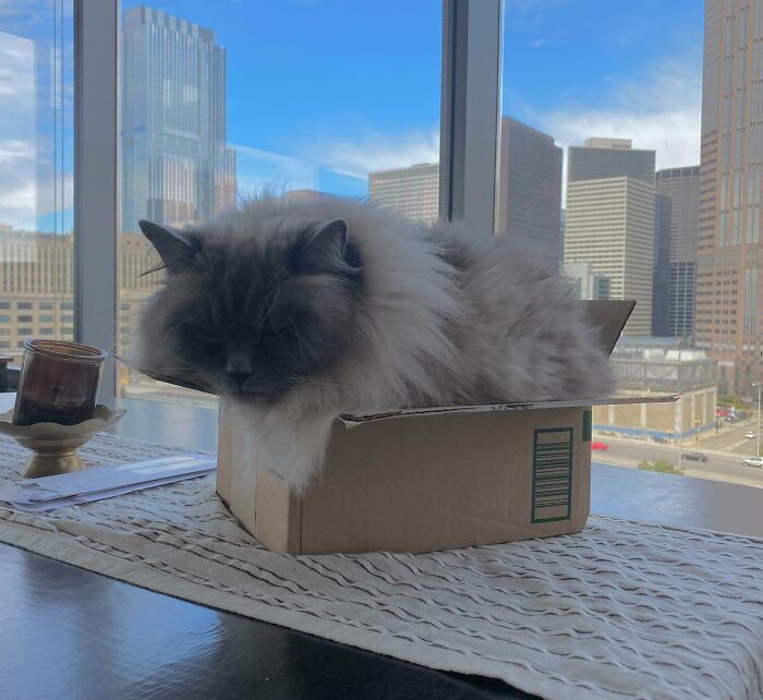 100 Ragdoll Cat Photos That Might Be The Cutest Thing You See Today 100 Ragdoll Cat Photos That Might Be The Cutest Thing You See Today