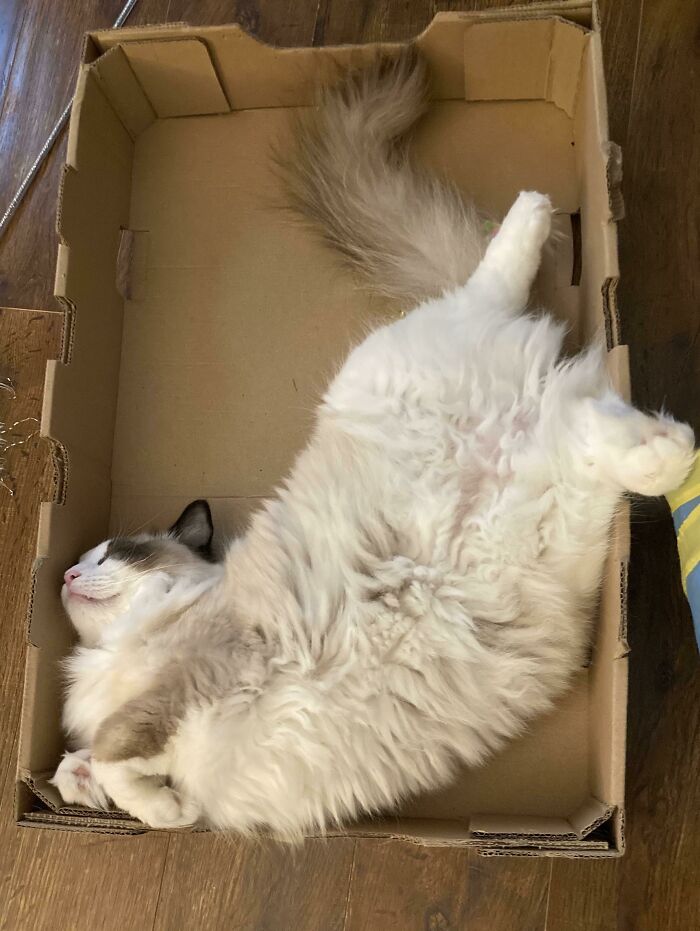 100 Ragdoll Cat Photos That Might Be The Cutest Thing You See Today 100 Ragdoll Cat Photos That Might Be The Cutest Thing You See Today