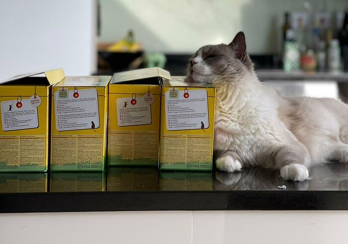 100 Ragdoll Cat Photos That Might Be The Cutest Thing You See Today 100 Ragdoll Cat Photos That Might Be The Cutest Thing You See Today