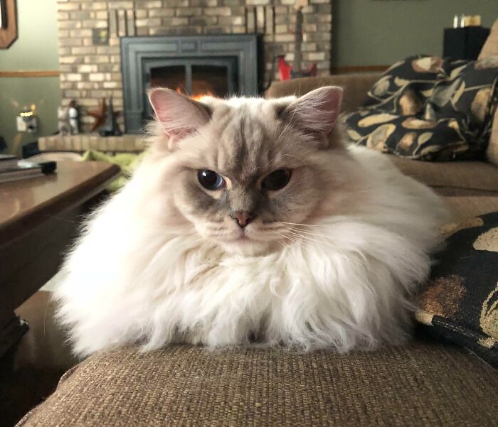 100 Ragdoll Cat Photos That Might Be The Cutest Thing You See Today 100 Ragdoll Cat Photos That Might Be The Cutest Thing You See Today