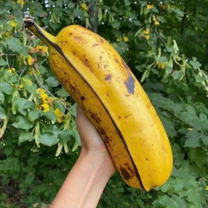 50 Of The Best “Chaotic Food” Pics That Might Raise A Few Questions (New Pics) 50 Of The Best “Chaotic Food” Pics That Might Raise A Few Questions (New Pics)