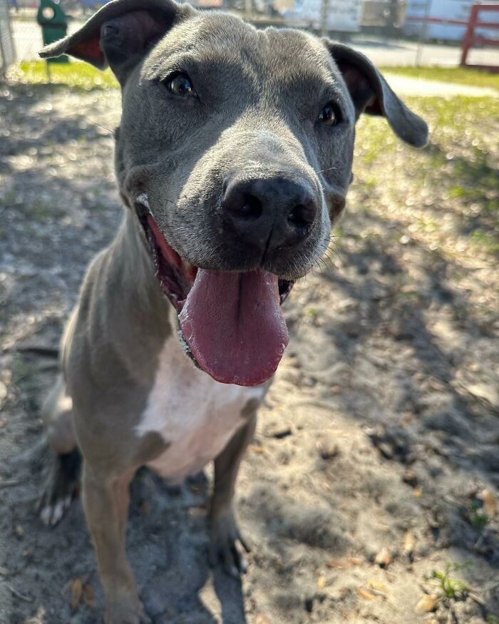 Resilient Shelter Dog Finally Finds Forever Home After Heart-Wrenching Anniversary Video Goes Viral Resilient Shelter Dog Finally Finds Forever Home After Heart-Wrenching Anniversary Video Goes Viral