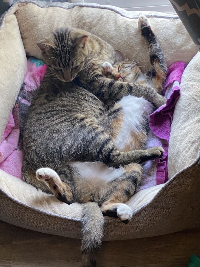 Hey Pandas, What’s The Cutest Picture Of Your Pet Being A ‘Unique’ Cutie? (Closed) Hey Pandas, What’s The Cutest Picture Of Your Pet Being A ‘Unique’ Cutie? (Closed)