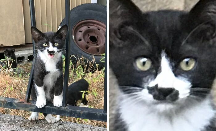 95 Cats With Unique Markings On Their Fur And Paws That Are Totally Adorable