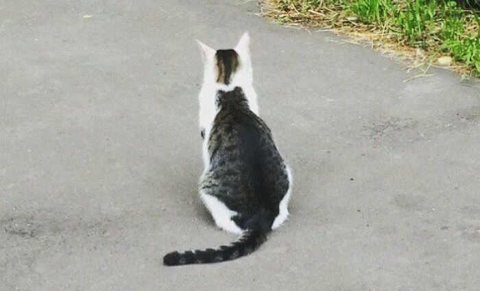 95 Cats With Unique Markings On Their Fur And Paws That Are Totally Adorable