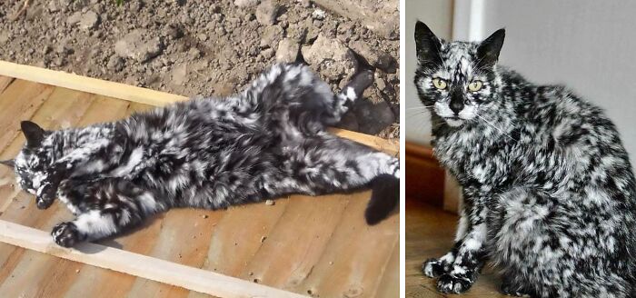 95 Cats With Unique Markings On Their Fur And Paws That Are Totally Adorable