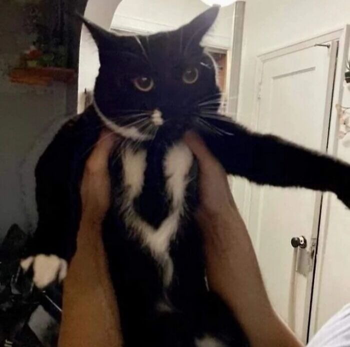 95 Cats With Unique Markings On Their Fur And Paws That Are Totally Adorable