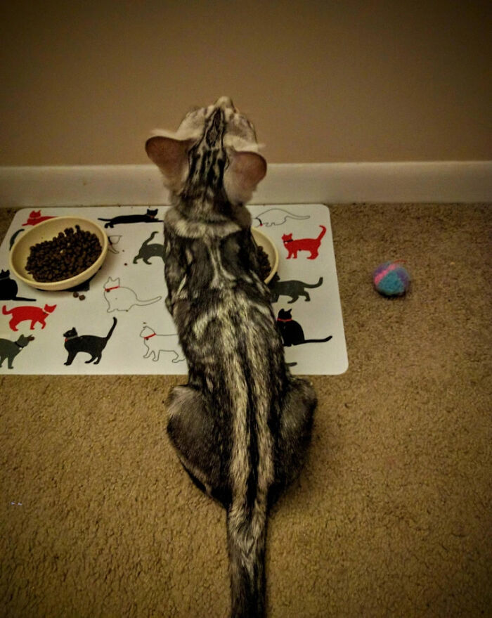 95 Cats With Unique Markings On Their Fur And Paws That Are Totally Adorable