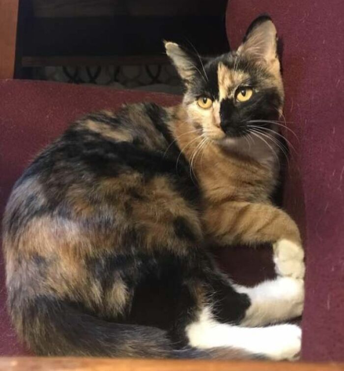 95 Cats With Unique Markings On Their Fur And Paws That Are Totally Adorable