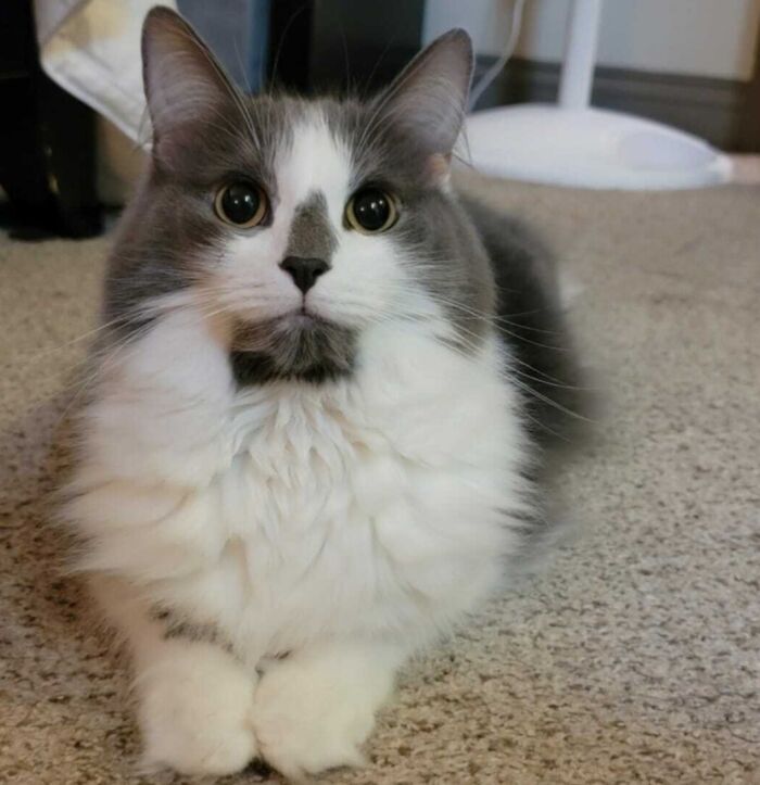 95 Cats With Unique Markings On Their Fur And Paws That Are Totally Adorable