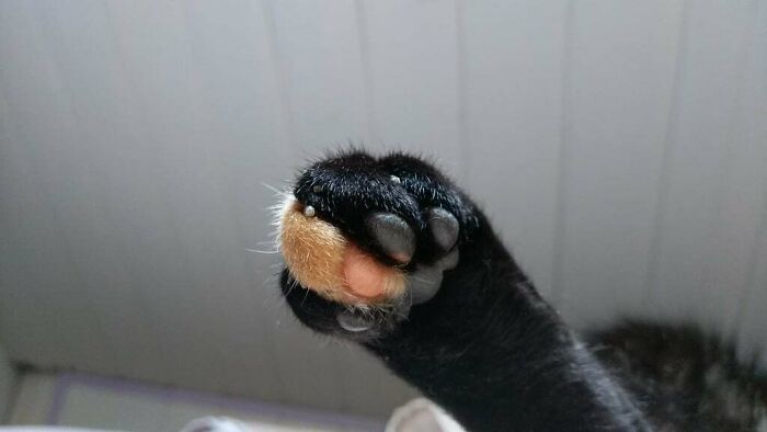 95 Cats With Unique Markings On Their Fur And Paws That Are Totally Adorable