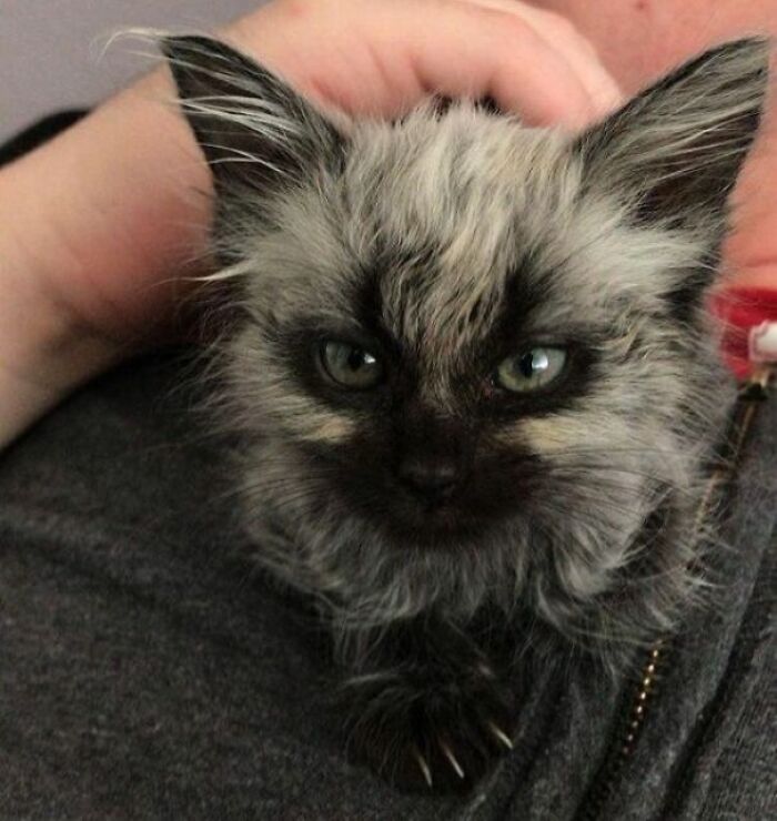 95 Cats With Unique Markings On Their Fur And Paws That Are Totally Adorable