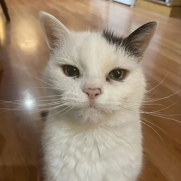 95 Cats With Unique Markings On Their Fur And Paws That Are Totally Adorable