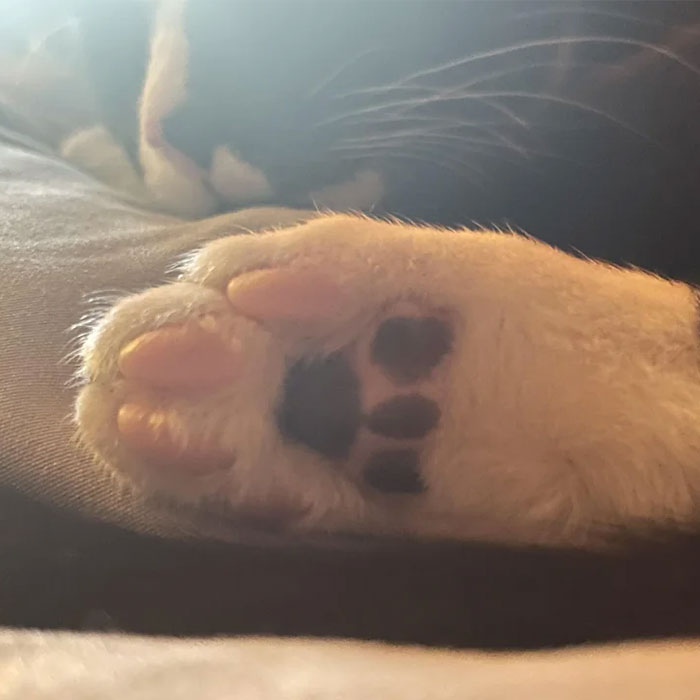 95 Cats With Unique Markings On Their Fur And Paws That Are Totally Adorable