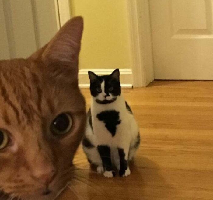 95 Cats With Unique Markings On Their Fur And Paws That Are Totally Adorable