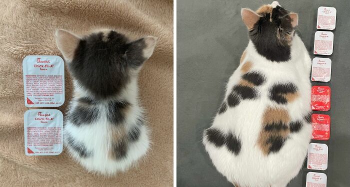 95 Cats With Unique Markings On Their Fur And Paws That Are Totally Adorable