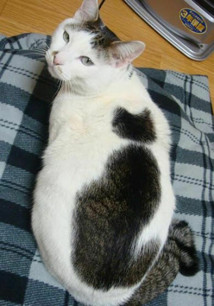95 Cats With Unique Markings On Their Fur And Paws That Are Totally Adorable
