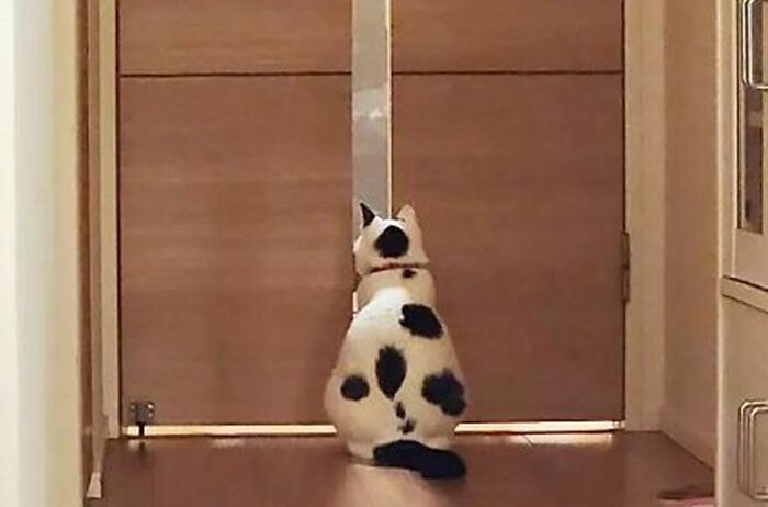 95 Cats With Unique Markings On Their Fur And Paws That Are Totally Adorable