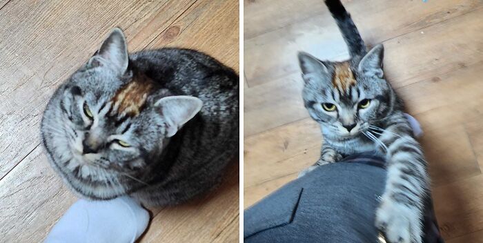 95 Cats With Unique Markings On Their Fur And Paws That Are Totally Adorable