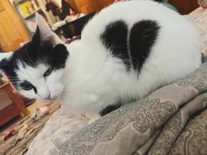 95 Cats With Unique Markings On Their Fur And Paws That Are Totally Adorable
