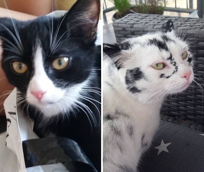 95 Cats With Unique Markings On Their Fur And Paws That Are Totally Adorable
