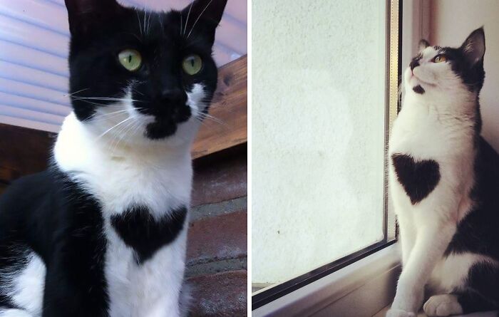 95 Cats With Unique Markings On Their Fur And Paws That Are Totally Adorable