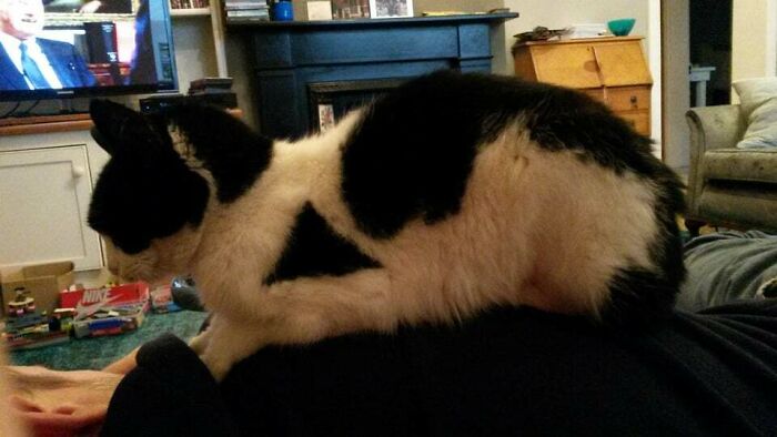 95 Cats With Unique Markings On Their Fur And Paws That Are Totally Adorable