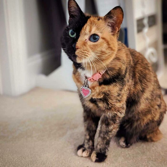 95 Cats With Unique Markings On Their Fur And Paws That Are Totally Adorable