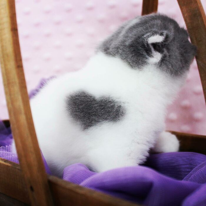 95 Cats With Unique Markings On Their Fur And Paws That Are Totally Adorable