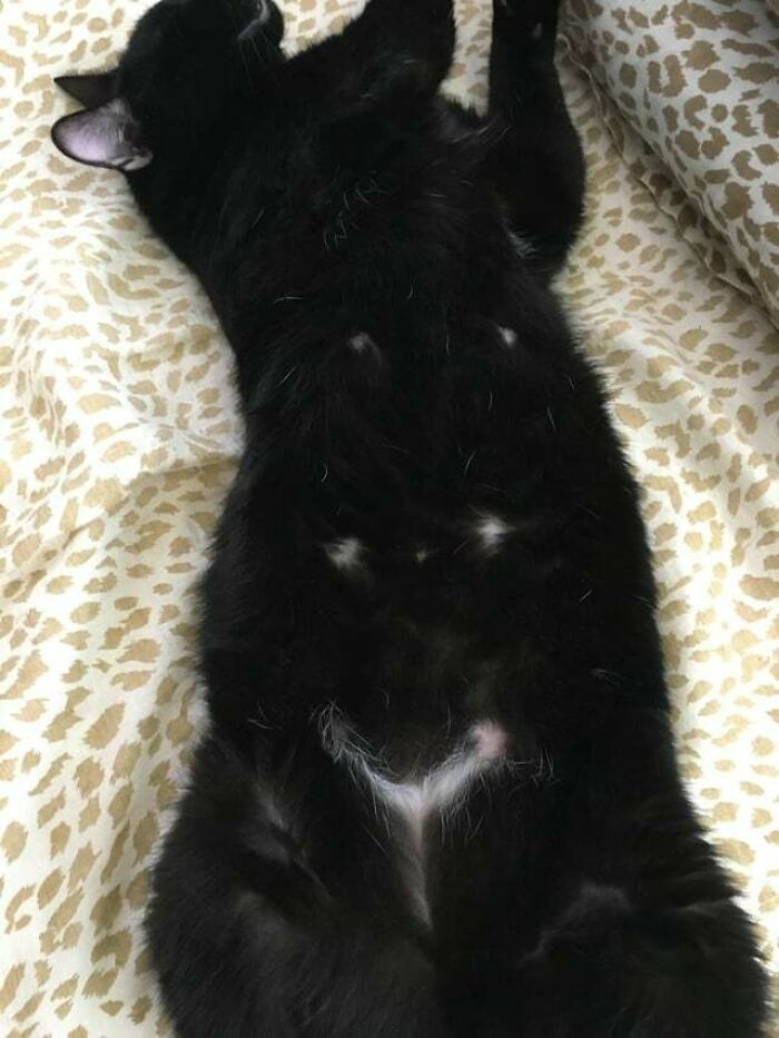 95 Cats With Unique Markings On Their Fur And Paws That Are Totally Adorable