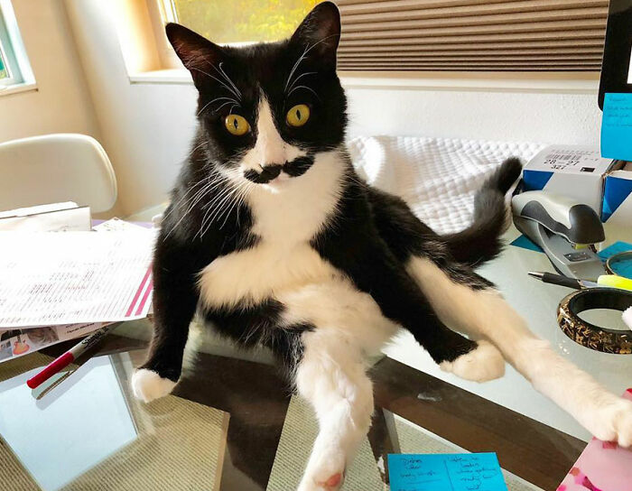 95 Cats With Unique Markings On Their Fur And Paws That Are Totally Adorable