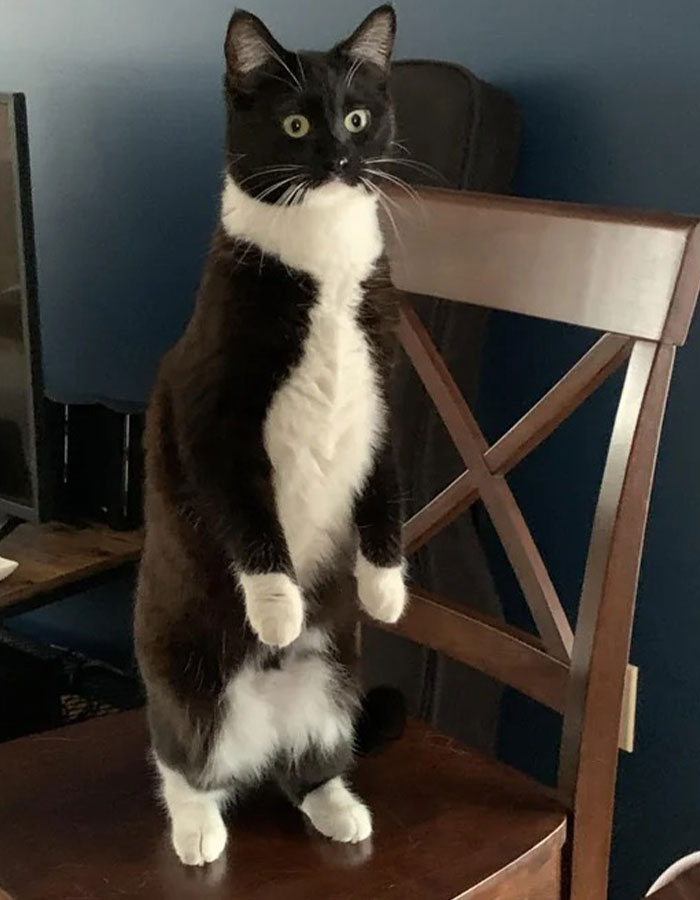 95 Cats With Unique Markings On Their Fur And Paws That Are Totally Adorable