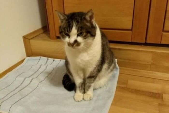 95 Cats With Unique Markings On Their Fur And Paws That Are Totally Adorable